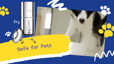 From Coffee Brewing to Pet Care – Unleash the Full Potential of Your Gravity Filter